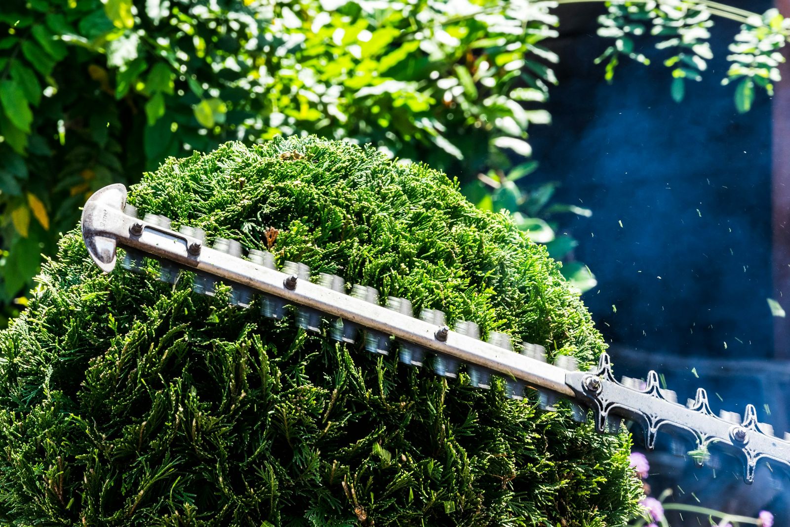 A hedge trimmer shaping a round green shrub in the summer sun