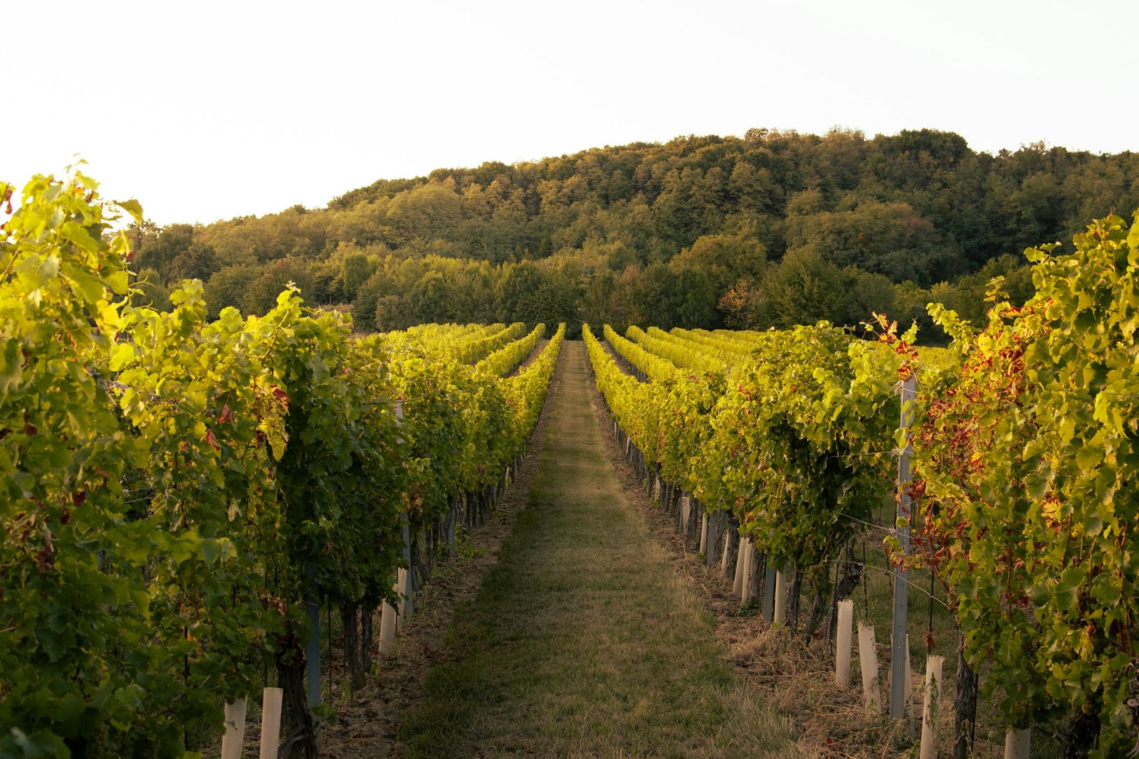 A grassy path between rows of vines turning yellow, a wooded hill behind